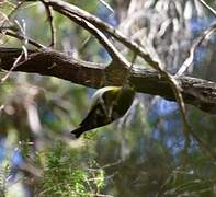 Madeira Firecrest