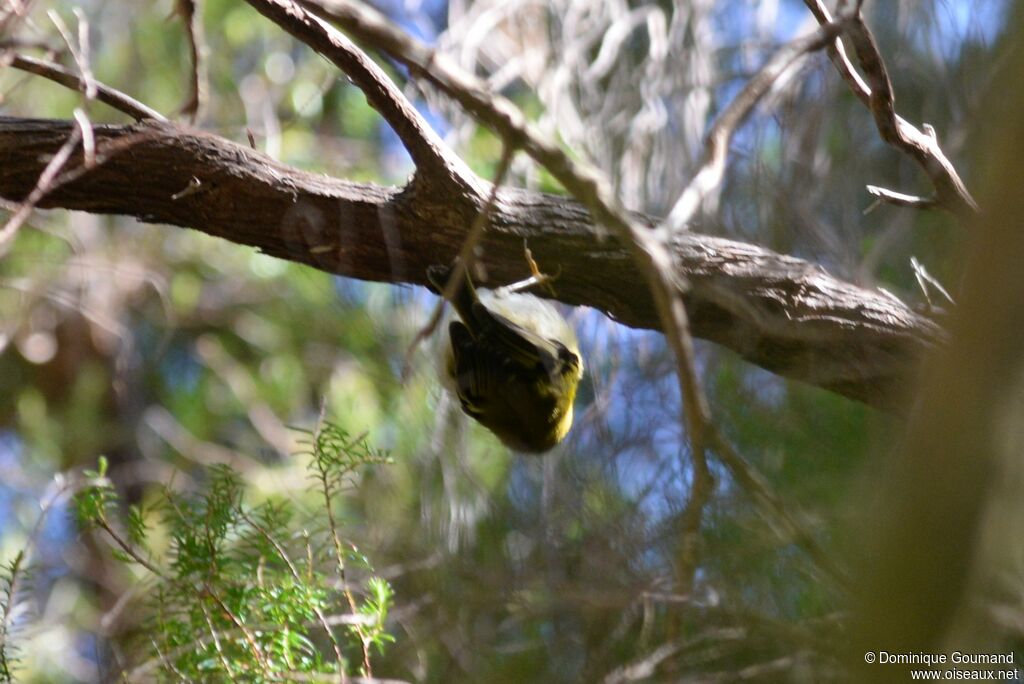 Madeira Firecrest