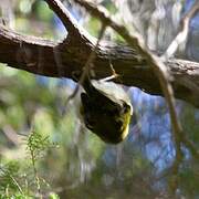 Madeira Firecrest