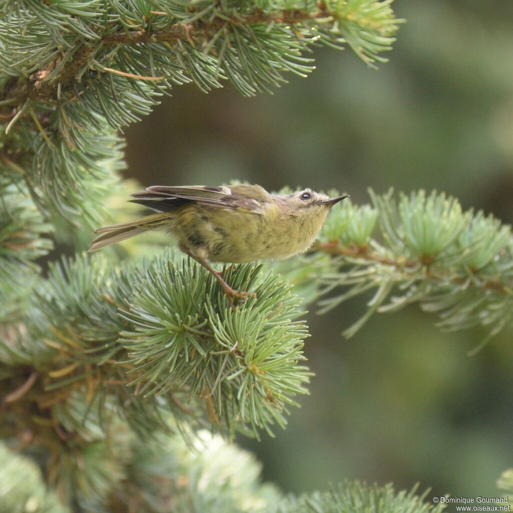 Goldcrest