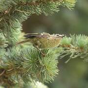 Goldcrest