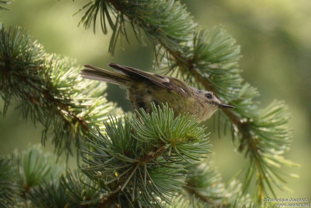 Goldcrest