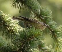 Goldcrest