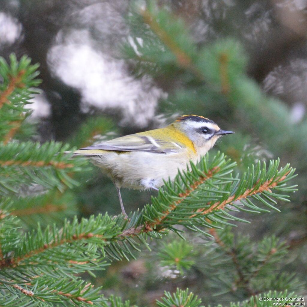 Common Firecrest male adult