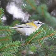 Common Firecrest