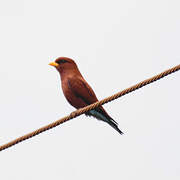 Broad-billed Roller