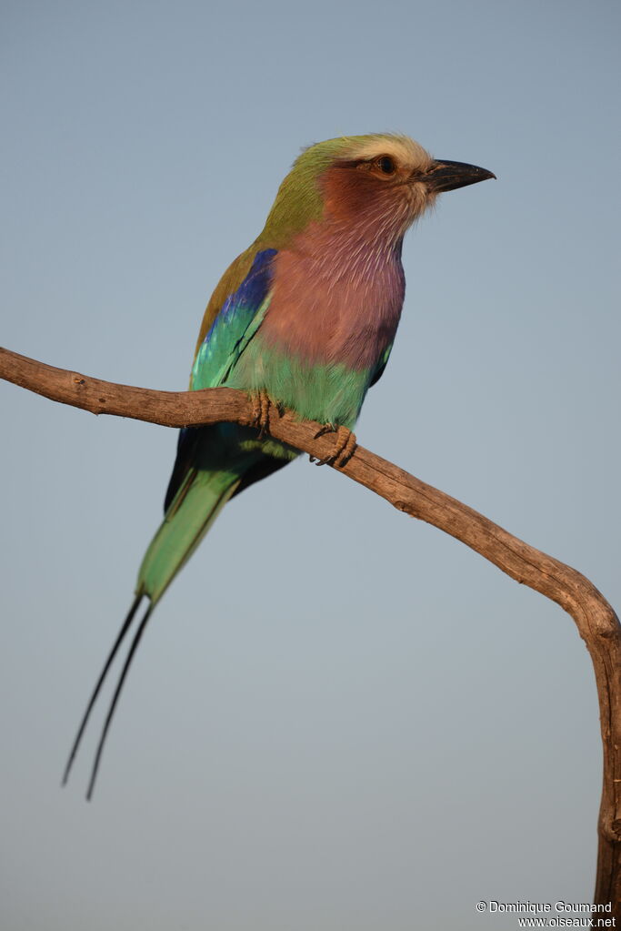 Lilac-breasted Roller