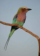 Lilac-breasted Roller