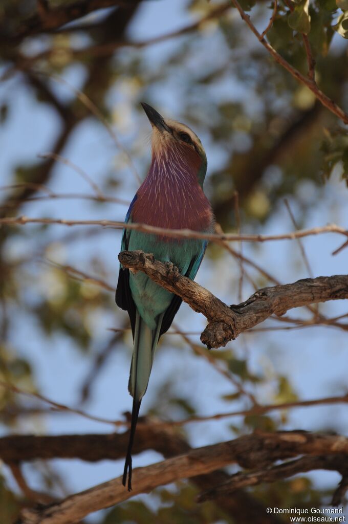 Lilac-breasted Roller