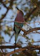 Lilac-breasted Roller