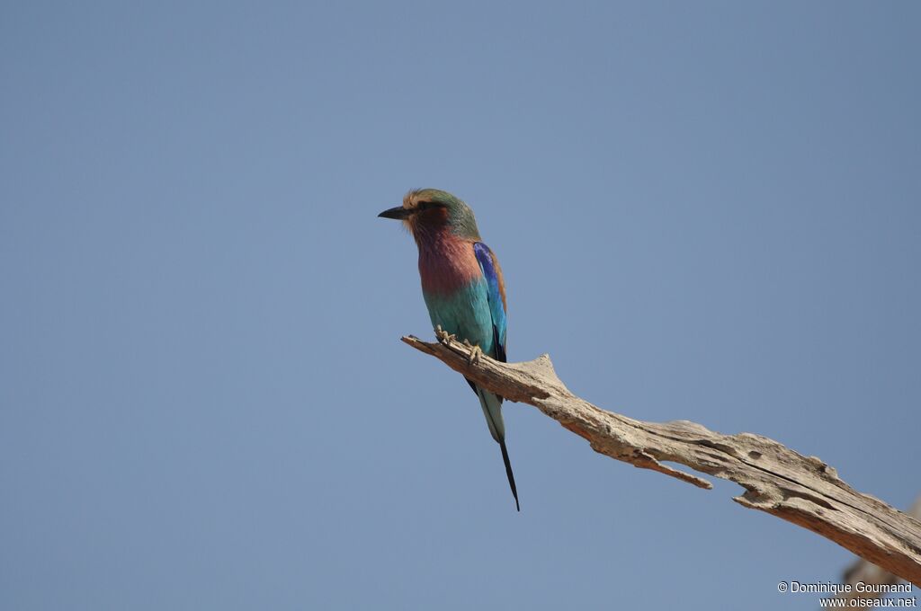 Lilac-breasted Roller