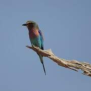 Lilac-breasted Roller