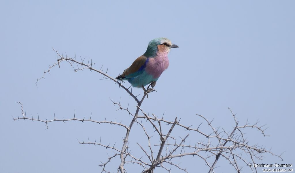 Lilac-breasted Roller