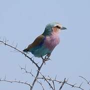 Lilac-breasted Roller