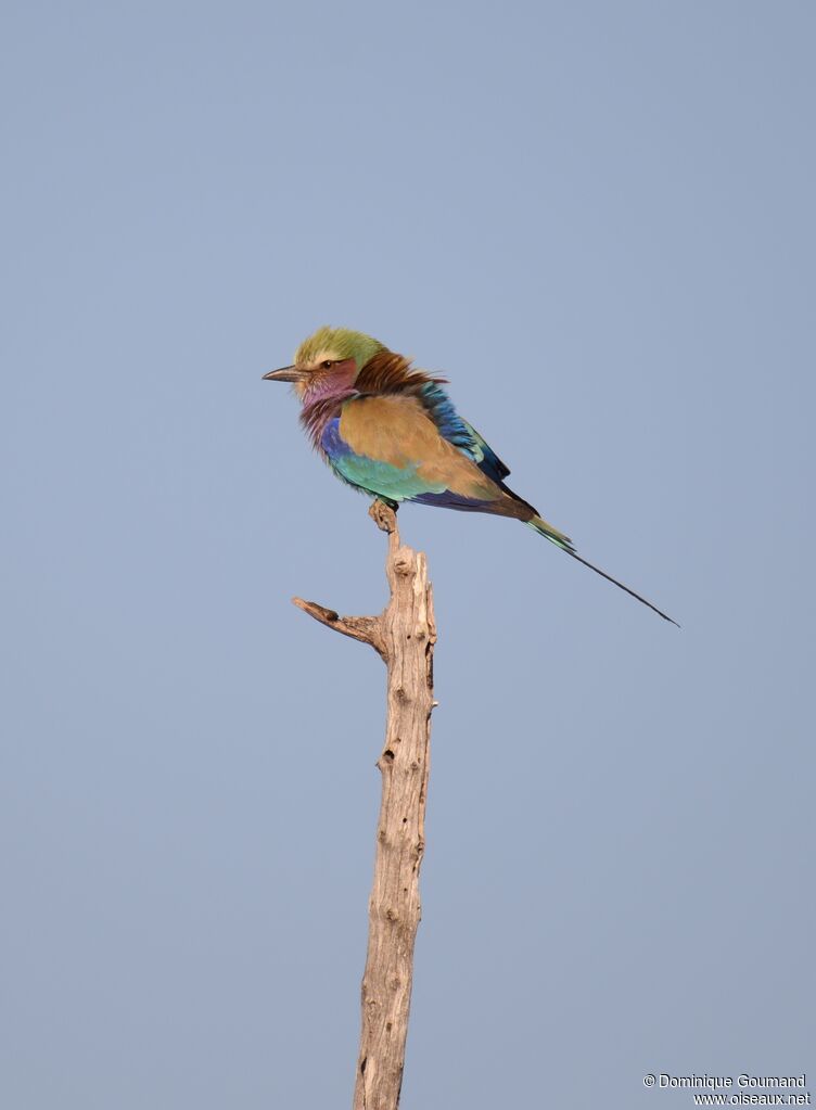 Lilac-breasted Roller