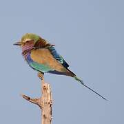 Lilac-breasted Roller