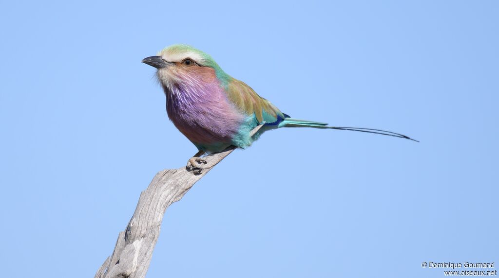 Lilac-breasted Roller