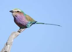 Lilac-breasted Roller