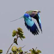 Lilac-breasted Roller