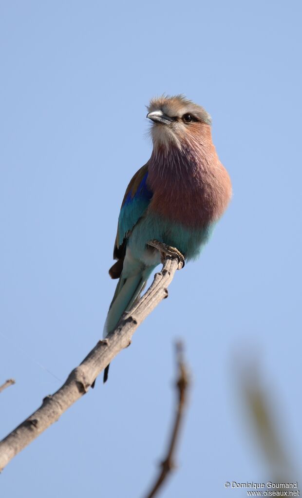 Lilac-breasted Roller