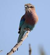 Lilac-breasted Roller