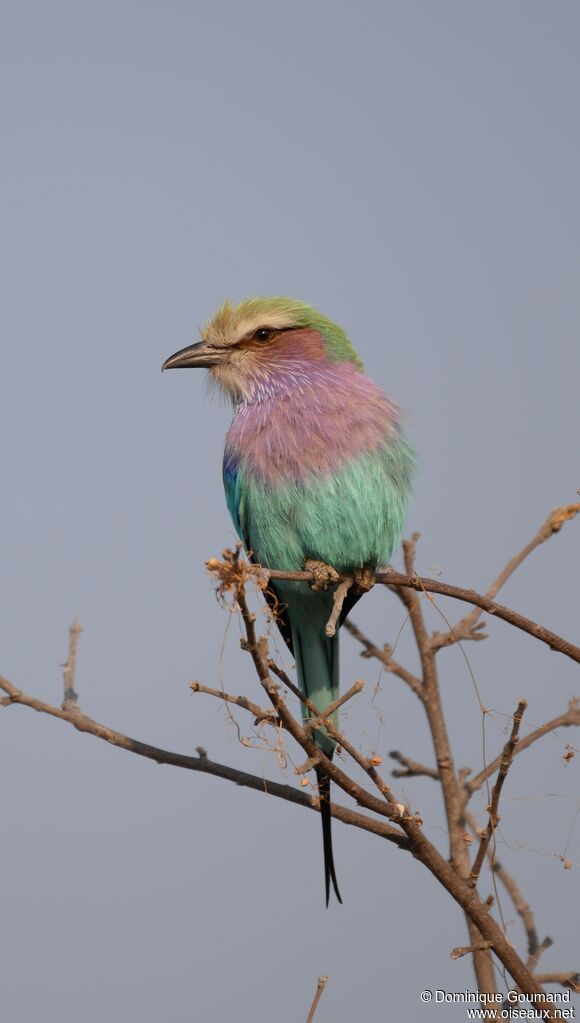 Lilac-breasted Roller