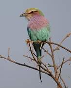 Lilac-breasted Roller