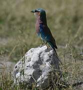 Lilac-breasted Roller