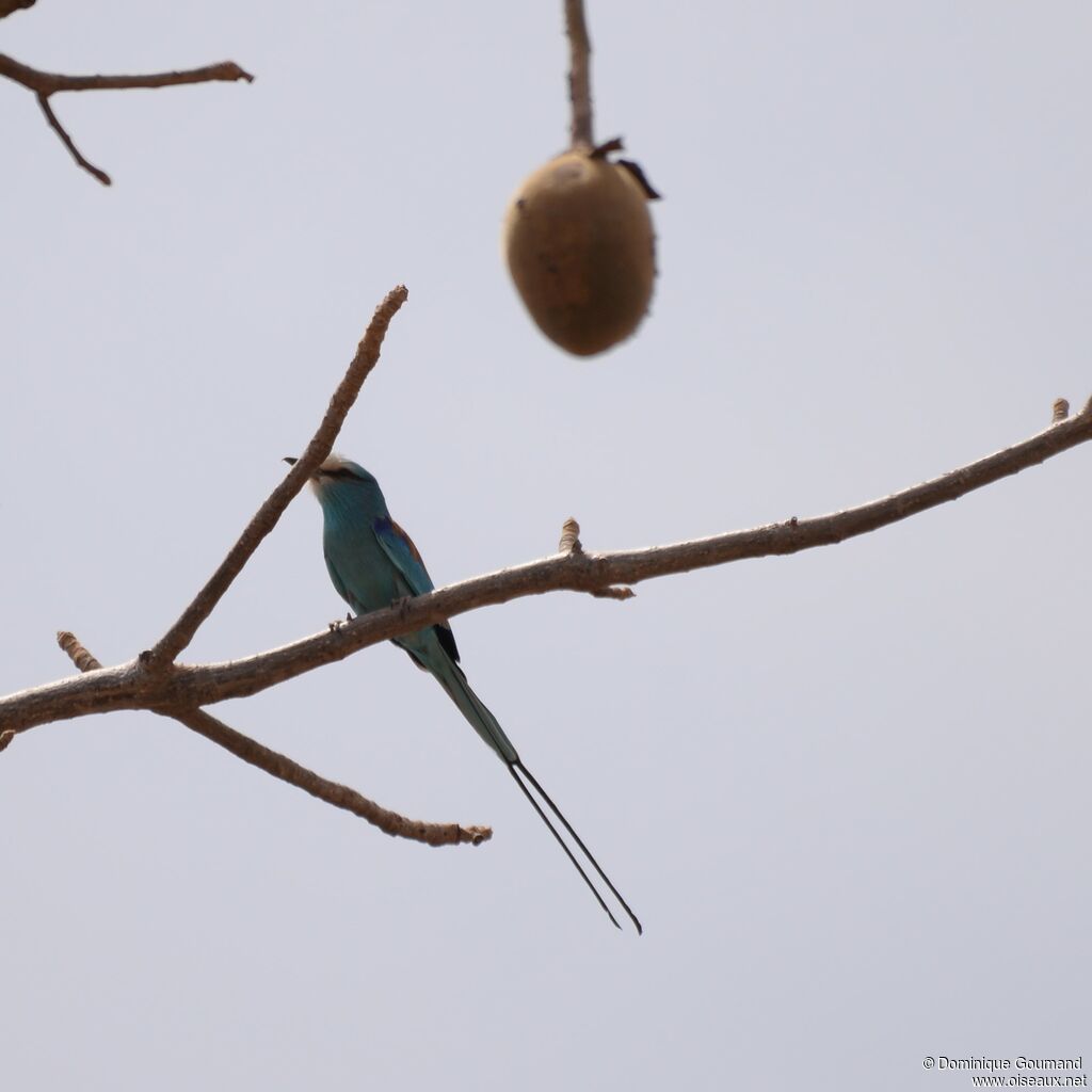 Abyssinian Roller