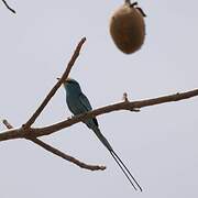 Abyssinian Roller