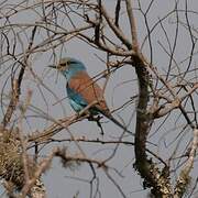 Abyssinian Roller