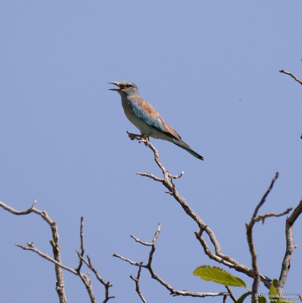 European Roller