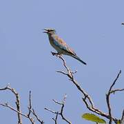 European Roller