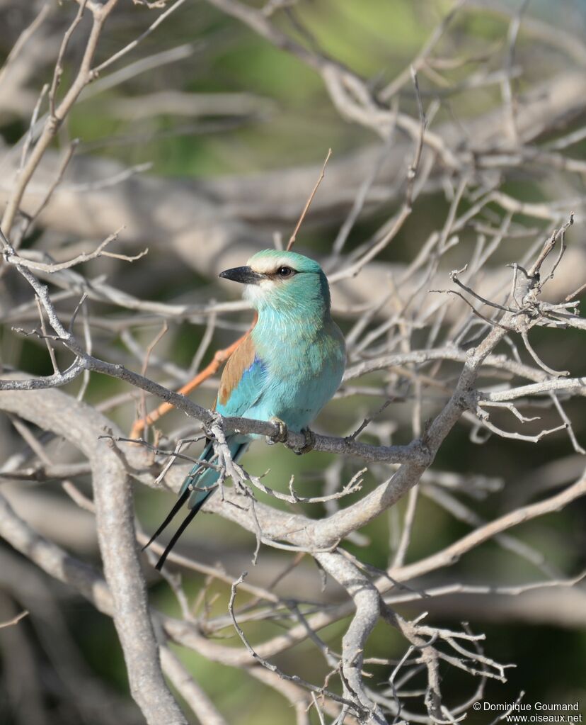 European Rolleradult