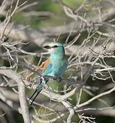 European Roller