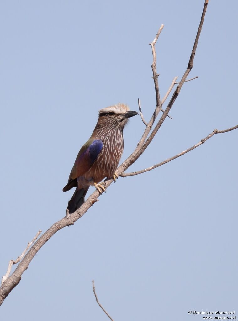 Purple Roller