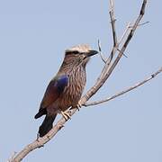 Purple Roller