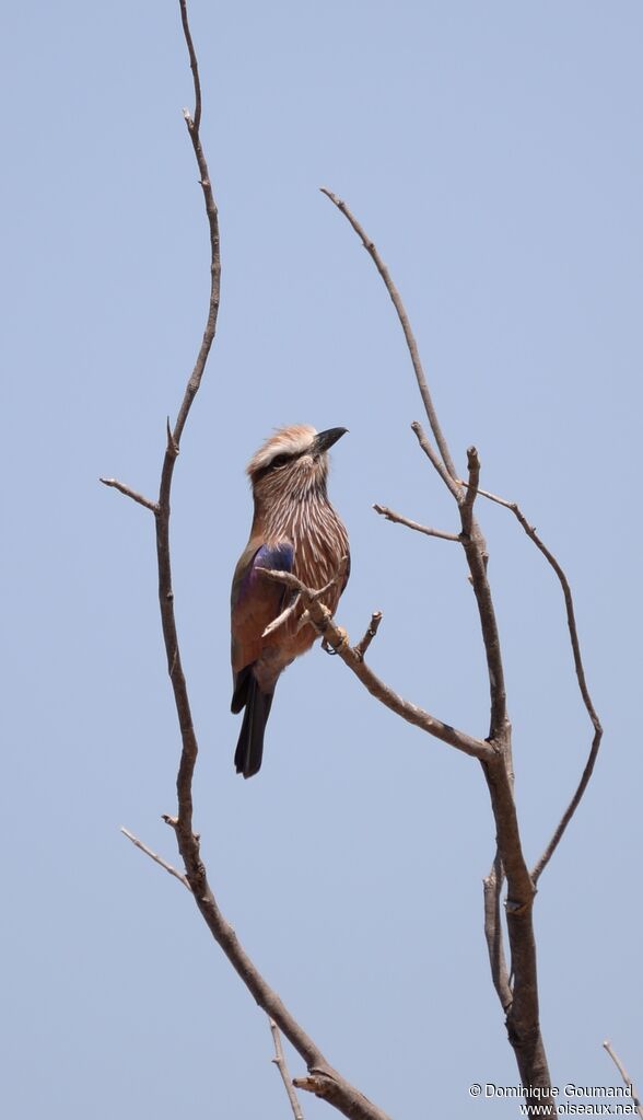 Purple Roller