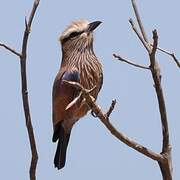 Purple Roller