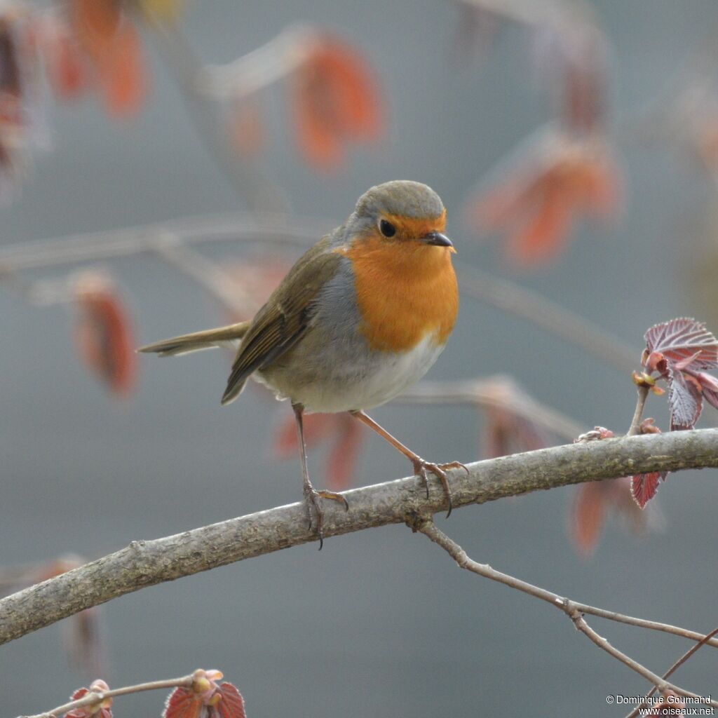 European Robinadult