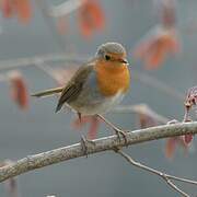 European Robin