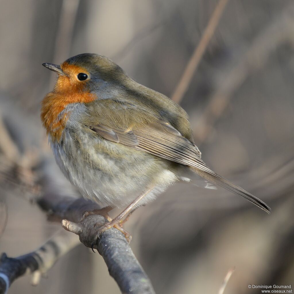 European Robin