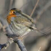 European Robin