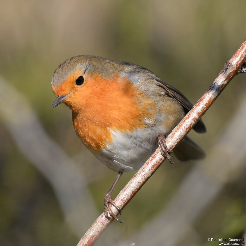 European Robin