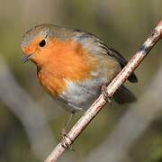 European Robin