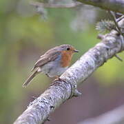 European Robin