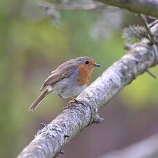 Rougegorge familier