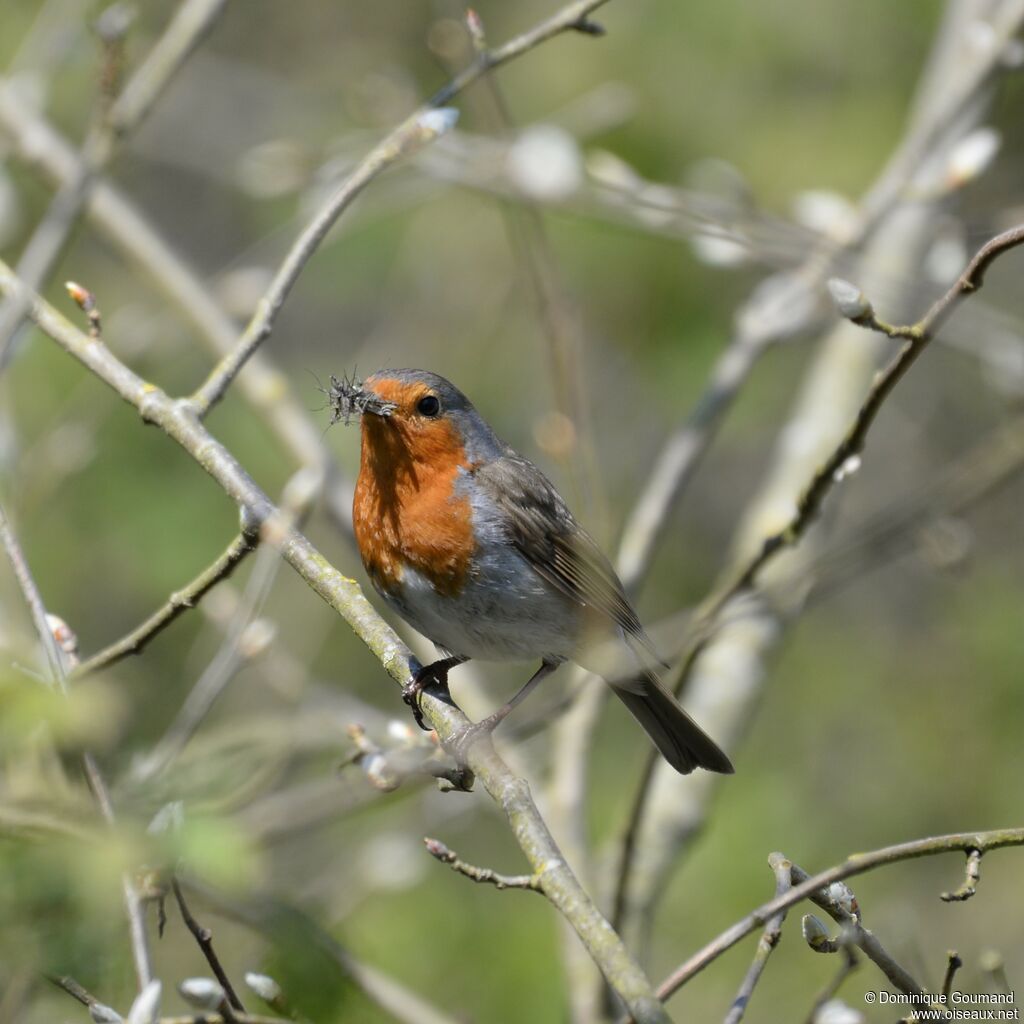 European Robinadult