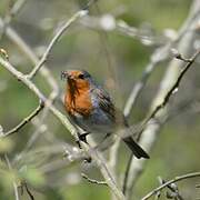 European Robin