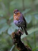 European Robin